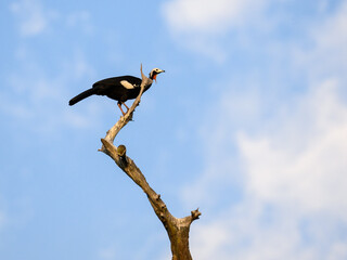 Red-throated Piping-Guan standing on dead tree branch on Blue Sky
