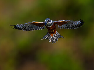 Fototapeta premium Ringed Kingfisher in flight in Pantanal, Brazil