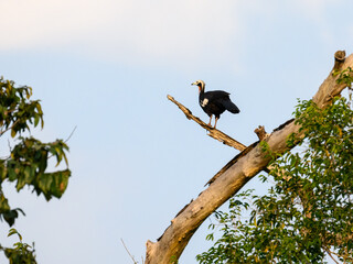Red-throated Piping-Guan standing on dead tree branch on Blue Sky