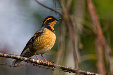 Varied Thrush perched on a tree branch in Puyallup, Washington.