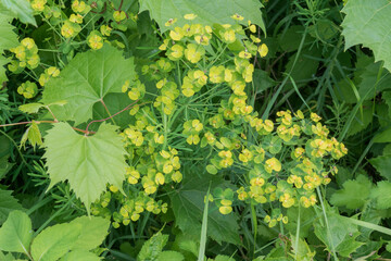Sun Spurge Flowers Growing Along The Trail In Summer In Wisconsin