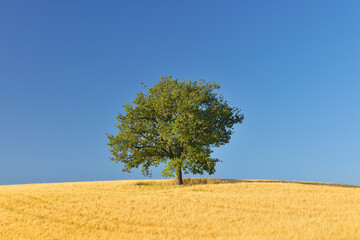 Oak Tree in Grainfield in Summer, Province of Siena, Tuscany, Italy