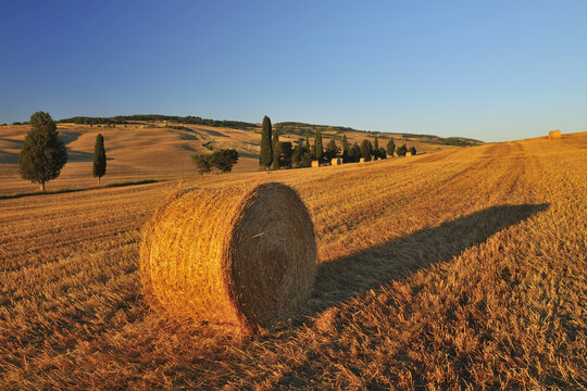 Hay Bale, Province of Siena, Tuscany, Italy