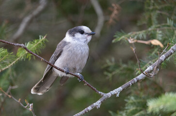 Close up Canada jay, also known as the gray jay, grey jay, camp robber, or whisky jack.  Jays are dark gray above and light gray below. This bird has white and silver bands, perched on a tree branch.