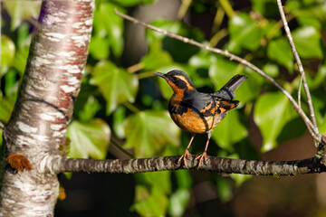 Varied Thrush perched on a tree branch in Puyallup, Washington.
