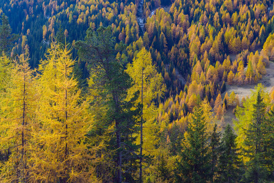 Autumnal Forest, Castello, Cernadoi, Passo di Falzarego, Veneto, Dolomites, Italy