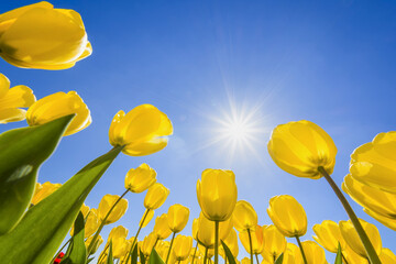 Yellow Tulips with Sun in Spring, Abbenes, North Holland, Netherlands