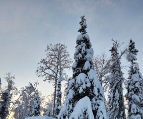 Alaska Snowy Trees