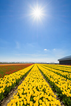 View over Yellow Tulip Fields with Sun in Spring, Abbenes, North Holland, Netherlands