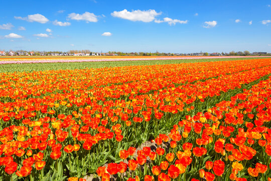 View over Vibrant Tulip Fields in Spring, Hillegom, South Holland, Netherlands