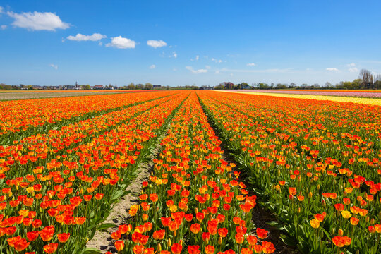 View over Tulip Fields in Spring, Hillegom, South Holland, Netherlands