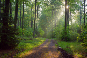 Sun shining through trees onto a pathway in a spring, beech tree forest at Weibersbrunn in the Spessart Mountains, Bavaria, Germany
