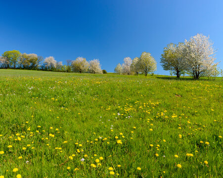 Dandelions in Meadow with Blossoming Cherry Trees in Spring, Vogelsbergkreis, Hesse, Germany