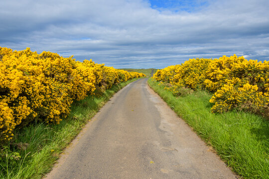 Road through countryside in springtime lined with common gorse in Scotland, United Kingdom