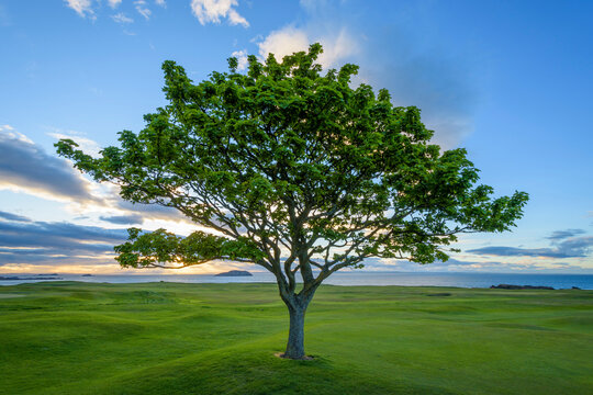 Maple tree on golf course on the coast at North Berwick in Scotland, United Kingdom