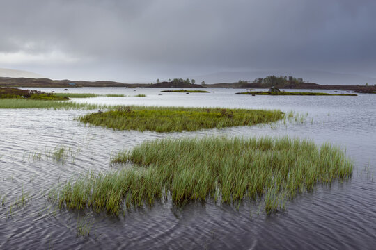 Grassy patches in a lake in a moor landscape with stormy sky at Rannoch Moor in Scotland, United Kingdom