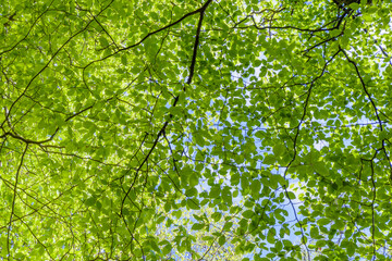 Fresh green lime tree leaves in spring on the Isle of Skye in Scotland, United Kingdom