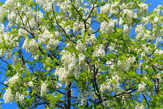 Close-up of a black locust tree (Robinia pseudoacacia) in full bloom on a sunny day in Spring at Lake Neusiedl in Burgenland, Austria