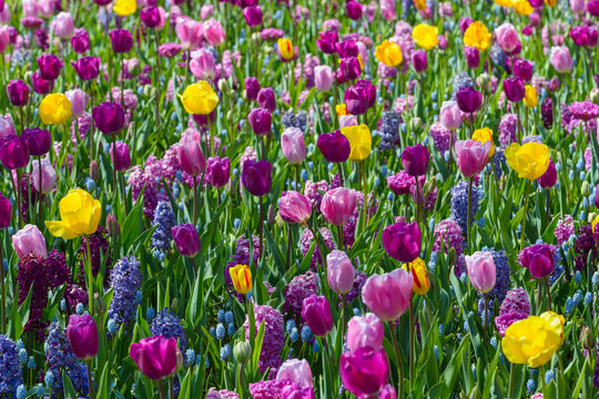 Colorful tulips and hyacinth in spring at the Keukenhof Gardens in Lisse, South Holland in the Netherlands