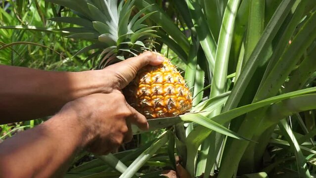 asian man picking ripe pineapple in the garden