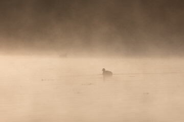 Obraz na płótnie Canvas Silhouette of a duck swimming on a lake. Early morning fog on water, backlight, blurred background. Bärensee, Stuttgart