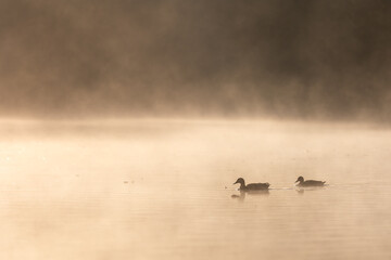 Silhouette of two ducks swimming on a lake. Early morning fog on water, backlight, blurred background. Bärensee, Stuttgart
