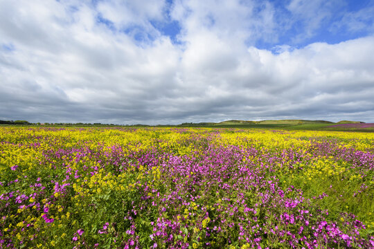 Scenic of field with blooming pink flowers and canola with dramatic clouds in sky at Bamburgh in Northumberland, England, United Kingdom