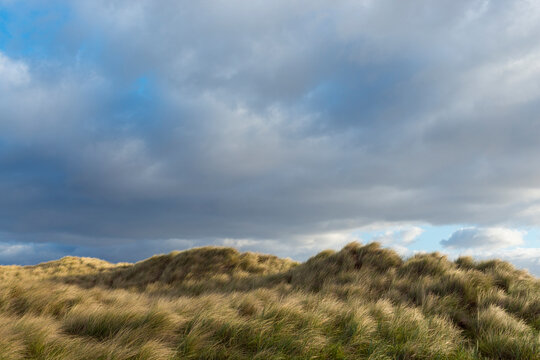Dune grass blowing in the wind at the beach on a cloudy day in Bamburgh in Northumberland, England, United Kingdom