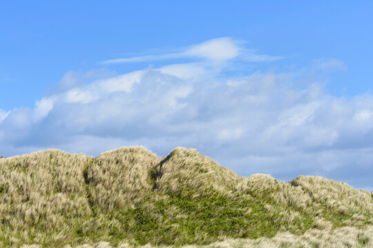 Blowing dune grass at the beach with a cloudy blue sky at Bamburgh in Northumberland, England, United Kingdom