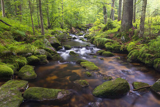 Mountain stream after rain at Kleine Ohe at Waldhauser in the Bavarian Forest National Park in Bavaria, Germany