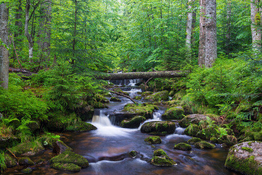 Mountain stream after rain at Kleine Ohe at Waldhauser in the Bavarian Forest National Park in Bavaria, Germany