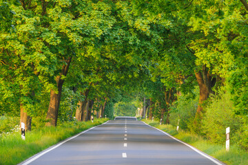 Sunlit street at sunset, lined with oak trees in spring on the Island of Ruegen in Mecklenburg-Western Pommerania, Germany