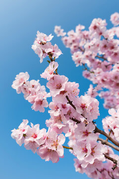 Fototapeta Close-up of pink almond blossom branches in spring against a sunny, blue sky in Germany