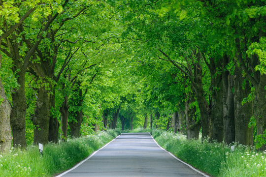 Street lined with lime trees in spring on the Island of Ruegen in Mecklenburg-Western Pommerania, Germany