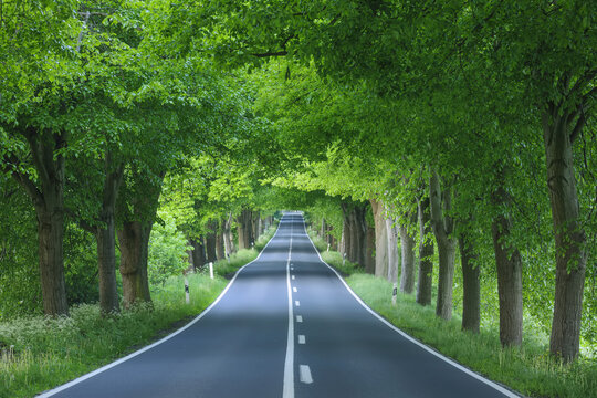 Tree-lined street shaded with lime trees in spring on the Island of Ruegen in Mecklenburg-Western Pommerania, Germany