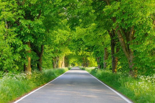 Dappled sunlight on lane lined with lime trees in spring on the Island of Ruegen, Mecklenburg-Western Pommerania, Germany