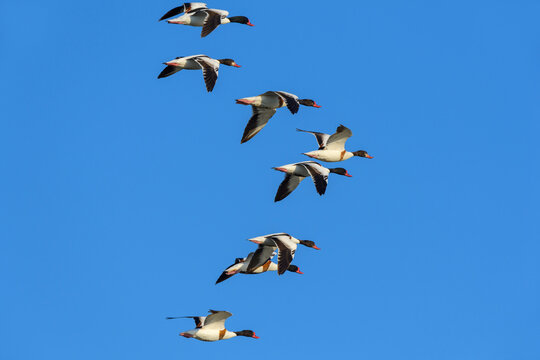 Flock of common shelducks (Tadorna tadorna) in flight against blue sky at Lake Neusiedl in Burgenland, Austria