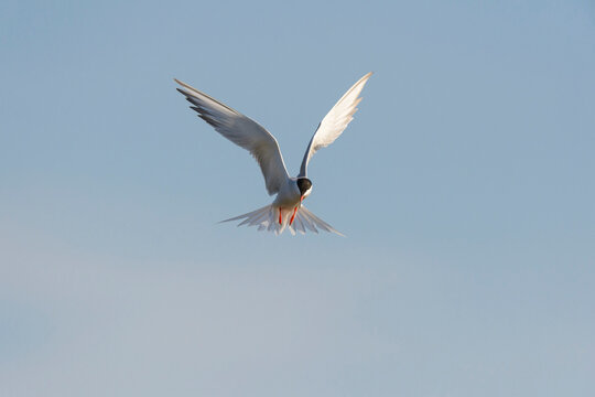 Front view of a common tern (Sterna hirundo) in flight against a blue sky at Lake Neusiedl in Burgenland, Austria