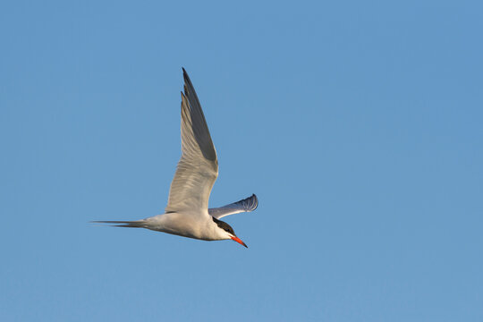 Side view of a common tern (Sterna hirundo) in flight against a blue sky over Lake Neusiedl in Burgenland, Austria