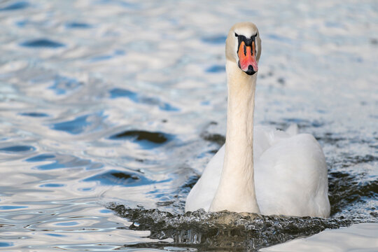 Close-up portrait of a mute swan (cygnus olor) swimming, Europe