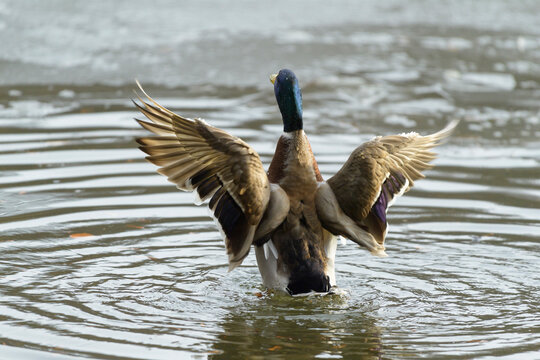 Back view of a male, mallard duck (Anas platyrhynchos) flapping wings in water in winter, Europe