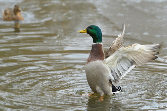 Profile of a male, mallard duck (Anas platyrhynchos) flapping wings in water in winter, Europe