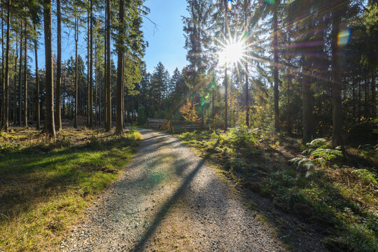 Forest path with sun in autumn, Germany