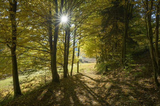 Forest path in autumn, Rothenbuch, Spessart, Bavaria, Germany