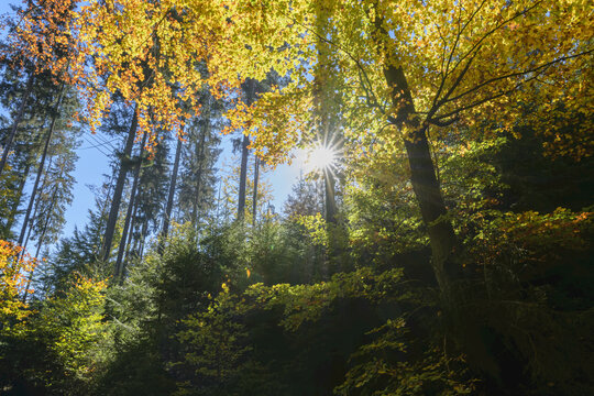 Autumn colored forest with sun, Rothenbuch, Spessart, Bavaria, Germany
