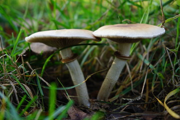 Flat headed brown mushrooms blooming in Autumn