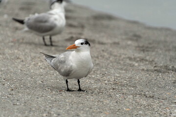 Royal Terns on aa beach near St Pete Beach -3