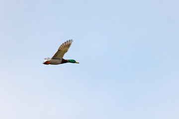 Male mallard in flight against clear blue sky in Puyallup, Washington.