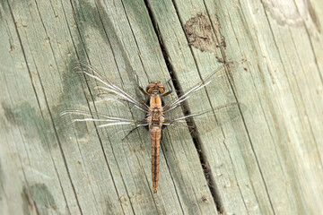 chalk-fronted corporal, Ladona julia, teneral, perched on a dock