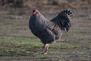 Feral Black and White Chicken Rooster Standing with Foot Up
